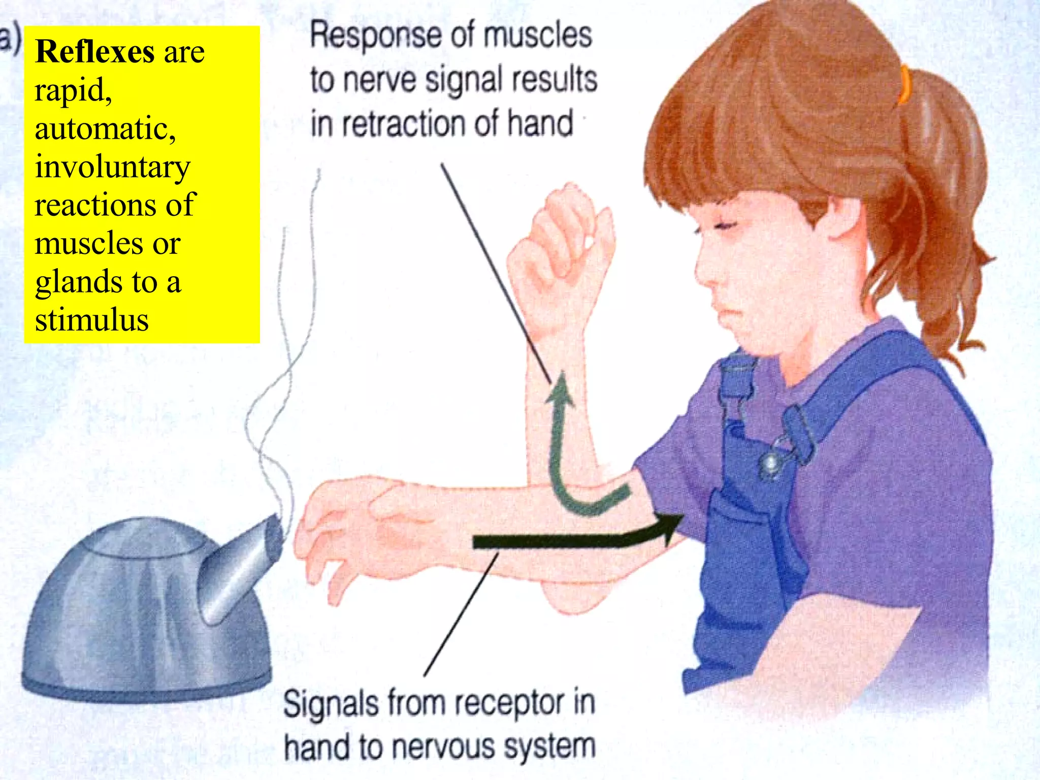 16 Spinal Cord And Spinal Nerves | PPT