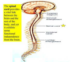The  spinal cord  provides a vital link between the brain and the rest of the body, and yet  it exhibits some functional independence from the brain. 