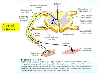 16 Spinal Cord And Spinal Nerves | PPT
