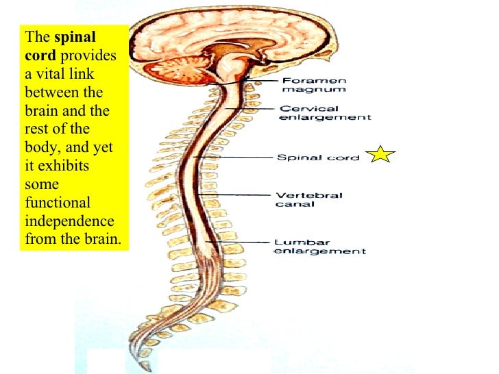 16 Spinal Cord And Spinal Nerves