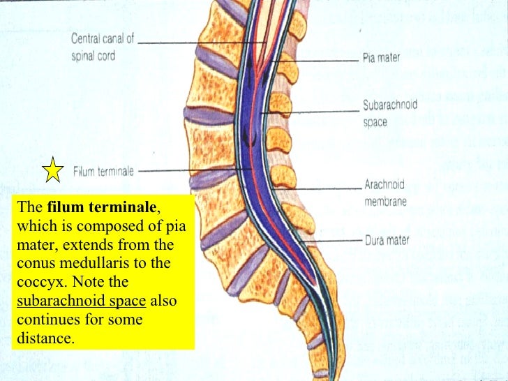 16 Spinal Cord And Spinal Nerves