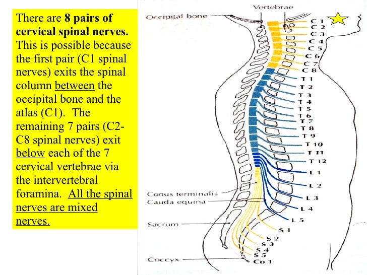 16 Spinal Cord And Spinal Nerves