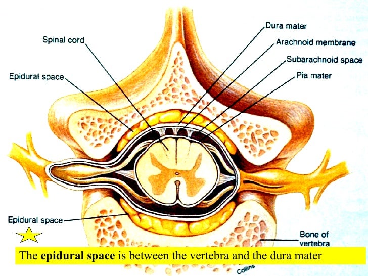 16 Spinal Cord And Spinal Nerves