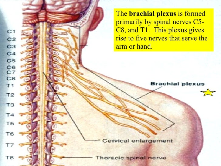 Brachial Plexus Spinal Nerves