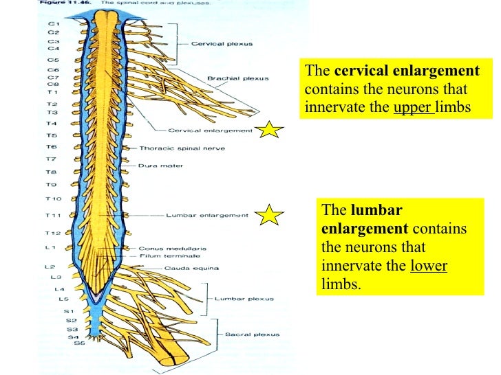 16 Spinal Cord And Spinal Nerves