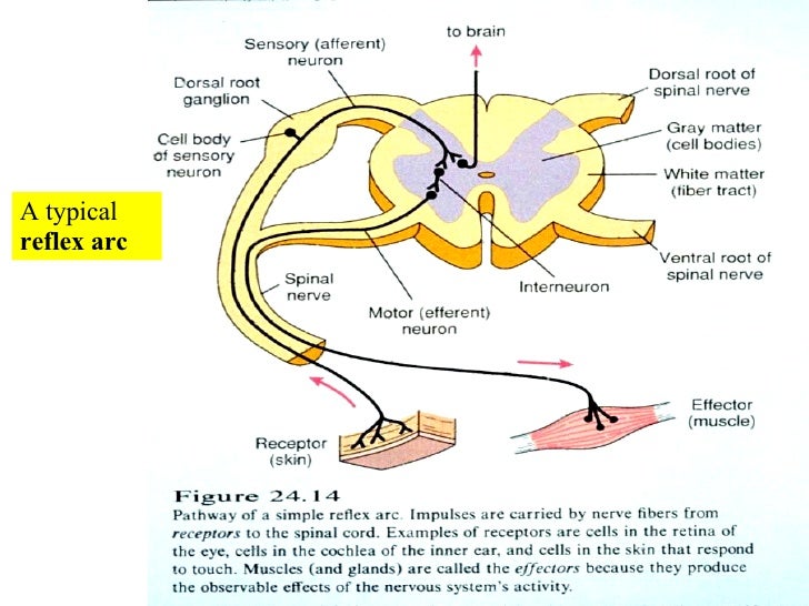 spinal nerves