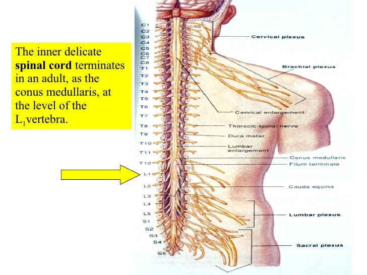 16 Spinal Cord And Spinal Nerves