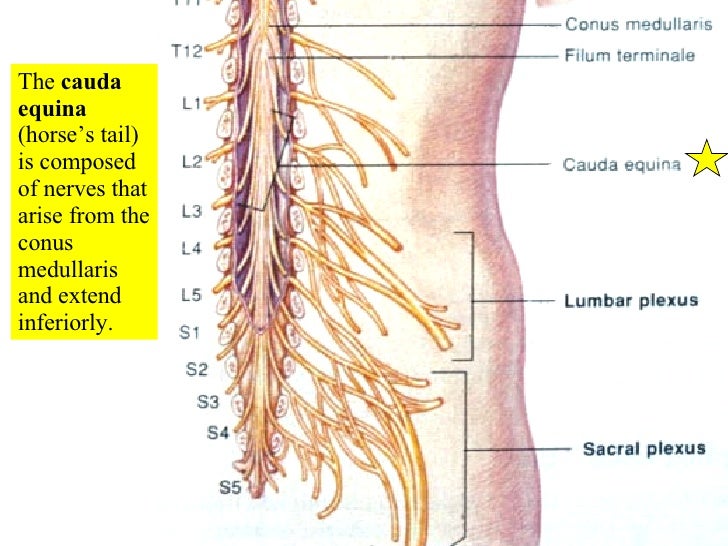 16 Spinal Cord And Spinal Nerves