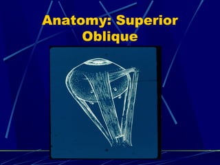 Anatomy: Superior
Oblique
 