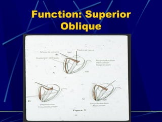 Function: Superior
Oblique
 