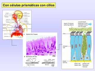 Con células prismáticas con cilios
 