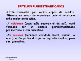 -Están formados por varias capas de células.
Sitúanse en zonas do organismo onde é necesaria
unha maior protección.
-A epiderme (capa máis superficial da pel), está
formada por un epitelio pluriestratificado
pavimentoso e con queratina.
-As mucosas (recubren cavidade bucal, vaxina, o
ano…) están protexidas por un epitelio similar, pero
sen queratina.
EPITELIOS PLURIESTRATIFICADOS
I.E.S. Otero Pedrayo.
Ourense
 