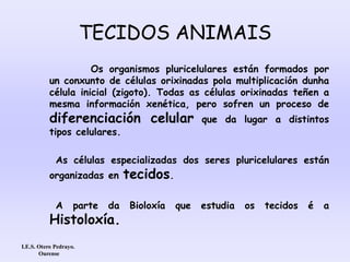 TECIDOS ANIMAIS
Os organismos pluricelulares están formados por
un conxunto de células orixinadas pola multiplicación dunha
célula inicial (zigoto). Todas as células orixinadas teñen a
mesma información xenética, pero sofren un proceso de
diferenciación celular que da lugar a distintos
tipos celulares.
As células especializadas dos seres pluricelulares están
organizadas en tecidos.
A parte da Bioloxía que estudia os tecidos é a
Histoloxía.
I.E.S. Otero Pedrayo.
Ourense
 