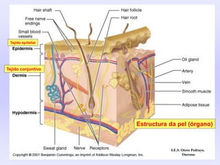 Tejido conjuntivo
Tejido epitelial
I.E.S. Otero Pedrayo.
Ourense
Estructura da pel (órgano)
 