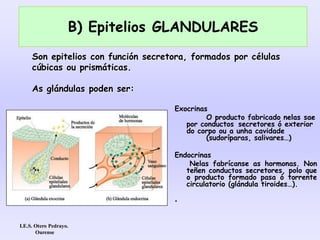 B) Epitelios GLANDULARES
Exocrinas
O producto fabricado nelas sae
por conductos secretores ó exterior
do corpo ou a unha cavidade
(sudoríparas, salivares…)
Endocrinas
Nelas fabrícanse as hormonas. Non
teñen conductos secretores, polo que
o producto formado pasa ó torrente
circulatorio (glándula tiroides…).
•
Son epitelios con función secretora, formados por células
cúbicas ou prismáticas.
As glándulas poden ser:
I.E.S. Otero Pedrayo.
Ourense
 