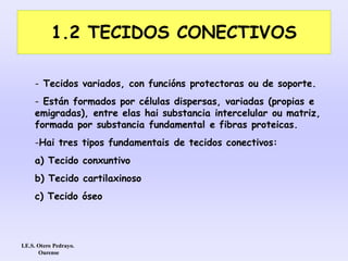 1.2 TECIDOS CONECTIVOS
- Tecidos variados, con funcións protectoras ou de soporte.
- Están formados por células dispersas, variadas (propias e
emigradas), entre elas hai substancia intercelular ou matriz,
formada por substancia fundamental e fibras proteicas.
-Hai tres tipos fundamentais de tecidos conectivos:
a) Tecido conxuntivo
b) Tecido cartilaxinoso
c) Tecido óseo
I.E.S. Otero Pedrayo.
Ourense
 