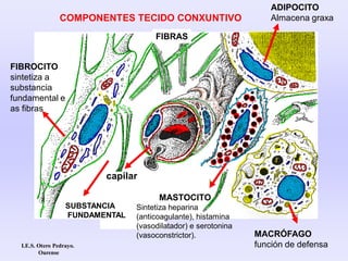 COMPONENTES TECIDO CONXUNTIVO
FIBROCITO
sintetiza a
substancia
fundamental e
as fibras
MACRÓFAGO
función de defensa
ADIPOCITO
Almacena graxa
CAPILAR
MASTOCITO
Sintetiza heparina
(anticoagulante), histamina
(vasodilatador) e serotonina
(vasoconstrictor).
capilar
FIBRAS
SUBSTANCIA
FUNDAMENTAL
I.E.S. Otero Pedrayo.
Ourense
 