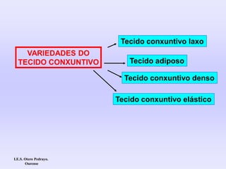 VARIEDADES DO
TECIDO CONXUNTIVO
Tecido conxuntivo laxo
Tecido conxuntivo denso
Tecido adiposo
Tecido conxuntivo elástico
I.E.S. Otero Pedrayo.
Ourense
 