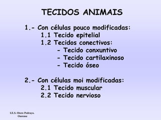 TECIDOS ANIMAIS
1.- Con células pouco modificadas:
1.1 Tecido epitelial
1.2 Tecidos conectivos:
- Tecido conxuntivo
- Tecido cartilaxinoso
- Tecido óseo
2.- Con células moi modificadas:
2.1 Tecido muscular
2.2 Tecido nervioso
I.E.S. Otero Pedrayo.
Ourense
 