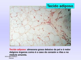 Tecido adiposo: almacena graxa debaixo da pel e ó redor
dalgúns órganos como é o caso do corazón e riles e na
médula amarela.
Tecido adiposo
I.E.S. Otero Pedrayo.
Ourense
 