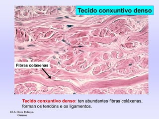Tecido conxuntivo denso: ten abundantes fibras coláxenas,
forman os tendóns e os ligamentos.
Fibras coláxenas
Tecido conxuntivo denso
I.E.S. Otero Pedrayo.
Ourense
 
