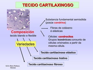 Composición
tecido blando e flexible
Substancia fundamental semisólida
(posúe condrina)
Células: condrocitos
Grupos isoxénicos:conxunto de
células orixinados a partir da
mesma célula.
Fibras de coláxeno
é elásticas
Tecido cartilaxinoso elástico
Tecido cartilaxinoso hialino
Tecido cartilaxinoso fibroso
TECIDO CARTILAXINOSO
Variedades
I.E.S. Otero Pedrayo.
Ourense
 