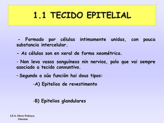 1.1 TECIDO EPITELIAL
- Formado por células intimamente unidas, con pouca
substancia intercelular.
- As células son en xeral de forma xeométrica.
- Non leva vasos sanguíneos nin nervios, polo que vai sempre
asociado a tecido conxuntivo.
- Segundo a súa función hai dous tipos:
-A) Epitelios de revestimento
-B) Epitelios glandulares
I.E.S. Otero Pedrayo.
Ourense
 