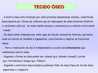 TECIDO ÓSEO
 A matriz ósea esta formada por unha proteína denominada osteína, constituida
basicamente por fibras de coláxeno que se impregnan de sales minerais (fosfato
e carbonato cálcico). As sales danlle dureza e resistencia e a osteína certa elasti
cidade.
 Os ósos están rodeados por unha capa de tecido conxuntivo febroso, periostio,
onde se insiren os tendóns e ligamentos, cuxa función e reparar as fracturas
óseas
 Para a renovación do óso é indispensable a acción dos osteoclastos que
reabsorben matriz ósea.
 Segundo a forma os ósos poden ser: planos (p.e. bóveda craneal), curtos
(p.e. Vertebras) e longos (p.e. Fémur).
 Segundo a estrutura macroscópica podemos falar de dous tipos de tecido óseo:
esponxoso e compacto.
 