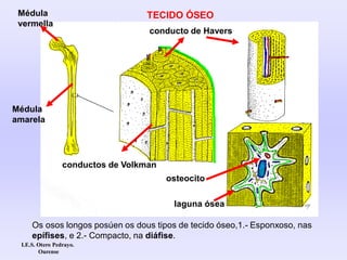 Os osos longos posúen os dous tipos de tecido óseo,1.- Esponxoso, nas
epífises, e 2.- Compacto, na diáfise.
conductos de Volkman
conducto de Havers
osteocito
Médula
amarela
Médula
vermella
TECIDO ÓSEO
laguna ósea
I.E.S. Otero Pedrayo.
Ourense
 
