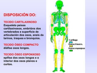DISPOSICIÓN DO:
TECIDO CARTILAXINOSO
Esqueleto peixes
cartilaxinosos, embrións dos
vertebrados e superficie de
articulación dos osos, aneis da
larinxe, traquea e bronquios.
TECIDO ÓSEO COMPACTO
diáfise osos longos.
TECIDO ÓSEO ESPONXOSO
epífise dos osos longos e o
interior dos osos planos e
curtos.
 