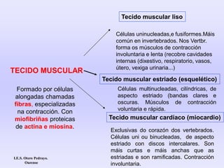 TECIDO MUSCULAR
Tecido muscular liso
Tecido muscular estriado (esquelético)
Tecido muscular cardíaco (miocardio)
Células uninucleadas,e fusiformes.Máis
común en invertebrados. Nos Vertbr.
forma os músculos de contracción
involuntaria e lenta (recobre cavidades
internas (dixestivo, respiratorio, vasos,
útero, vexiga urinaria...)
Formado por células
alongadas chamadas
fibras, especializadas
na contracción. Con
miofibriñas proteicas
de actina e miosina.
Células multinucleadas, cilíndricas, de
aspecto estriado (bandas clares e
oscuras. Músculos de contracción
voluntaria e rápida.
Exclusivas do corazón dos vertebrados.
Células uni ou binucleadas, de aspecto
estriado con discos intercalares. Son
máis curtas e máis anchas que as
estriadas e son ramificadas. Contracción
involuntaria.
I.E.S. Otero Pedrayo.
Ourense
 