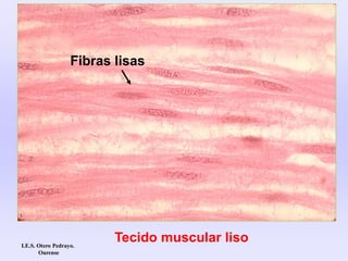 Tecido muscular liso
Fibras lisas
I.E.S. Otero Pedrayo.
Ourense
 