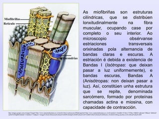 http://images.google.com.ar/imgres?imgurl=http://www.anatomiahumana.ucv.cl/morfo1/foto1/contraccion.JPG&imgrefurl=http://www.anatomiahumana.ucv.cl/efi/modulo11.html&h=531&w=537&sz=40&hl=es&start=39&um=1&tbnid=
iutXh7lw5DqBJM:&tbnh=131&tbnw=132&prev=/images%3Fq%3Dmiosina%26start%3D20%26ndsp%3D20%26um%3D1%26hl%3Des%26client%3Dfirefox-a%26rls%3Dorg.mozilla:es-ES:official%26sa%3DN
As miofibriñas son estruturas
cilíndricas, que se distribúen
lonxitudinalmente na fibra
muscular, ocupando case por
completo o seu interior. Ao
microscopio obsérvanse
estriaciones transversais
orixinadas pola alternancia de
bandas claras e escuras. A
estriación é debida a existencia de
Bandas I (Isótropas: que deixan
pasar a luz uniformemente), e
bandas escuras, Bandas A
(Anisótropas: non deixan pasar a
luz). Así, constitúen unha estrutura
que se repite, denominada
sarcómero, formado por proteínas
chamadas actina e miosina, con
capacidade de contracción.
 