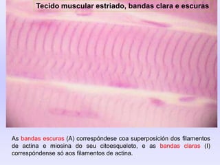 Tecido muscular estriado, bandas clara e escuras
As bandas escuras (A) correspóndese coa superposición dos filamentos
de actina e miosina do seu citoesqueleto, e as bandas claras (I)
correspóndense só aos filamentos de actina.
 