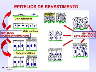 EPITELIOS DE REVESTIMENTO
EPITELIOS
MONOESTRATIFICADOS
EPITELIOS
ESTRATIFICADOS
Cels aplanadas
Cels cúbicas
Cels prismáticas
I.E.S. Otero Pedrayo.
Ourense
 