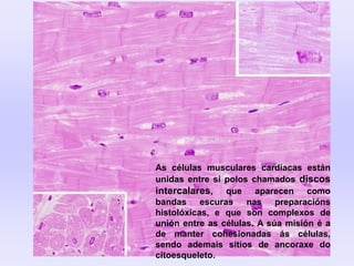 As células musculares cardíacas están
unidas entre si polos chamados discos
intercalares, que aparecen como
bandas escuras nas preparacións
histolóxicas, e que son complexos de
unión entre as células. A súa misión é a
de manter cohesionadas ás células,
sendo ademais sitios de ancoraxe do
citoesqueleto.
 