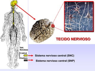 Sistema nervioso central (SNC)
Sistema nervioso central (SNP)
TECIDO NERVIOSO
 