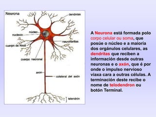 A Neurona está formada polo
corpo celular ou soma, que
posúe o núcleo e a maioría
dos orgánulos celulares, as
dendritas que reciben a
información desde outras
neuronas e o axón, que é por
onde o impulso nervioso
viaxa cara a outras células. A
terminación deste recibe o
nome de telodendron ou
botón Terminal.
 