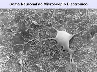 Soma Neuronal ao Microscopio Electrónico
 