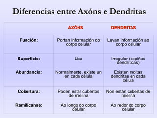 AXÓNS DENDRITAS
Función: Portan información do
corpo celular
Levan información ao
corpo celular
Superficie: Lisa Irregular (espiñas
dendríticas)
Abundancia: Normalmente, existe un
en cada célula
Existen moitas
dendritas en cada
célula
Cobertura: Poden estar cubertos
de mielina
Non están cubertas de
mielina
Ramifícanse: Ao longo do corpo
celular
Ao redor do corpo
celular
Diferencias entre Axóns e Dendritas
 