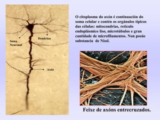 O citoplasma do axón é continuación do
soma celular e contén os orgánulos típicos
das células: mitocondrias, retículo
endoplásmico liso, microtúbulos e gran
cantidade de microfilamentos. Non posúe
substancia de Nissl.
Feixe de axóns entrecruzados.
Axón
Dendritas
Soma
Neuronal
 