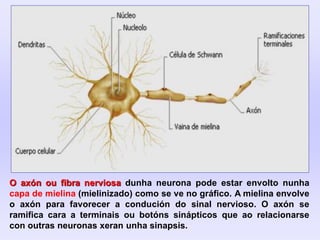 O axón ou fibra nerviosa dunha neurona pode estar envolto nunha
capa de mielina (mielinizado) como se ve no gráfico. A mielina envolve
o axón para favorecer a condución do sinal nervioso. O axón se
ramifica cara a terminais ou botóns sinápticos que ao relacionarse
con outras neuronas xeran unha sinapsis.
 