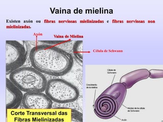 Corte Transversal das
Fibras Mielinizadas
Vaina de Mielina
Célula de Schwann
Axón
Existen axón ou fibras nerviosas mielinizadas e fibras nerviosas non
mielinizadas.
Vaina de mielina
 
