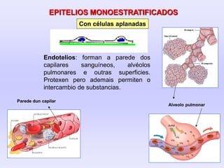 Con células aplanadas
EPITELIOS MONOESTRATIFICADOS
Endotelios: forman a parede dos
capilares sanguíneos, alvéolos
pulmonares e outras superficies.
Protexen pero ademais permiten o
intercambio de substancias.
Alveolo pulmonar
Parede dun capilar
 