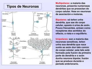 Tipos de Neuronas
Multipolares: a maioría das
neuronas, presenta numerosas
dendritas que se proxectan do
corpo celular. Vese en neuronas
de asociación e motoras.
Bipolares: só teñen unha
dendrita, que sae do corpo
celular, oposto á orixe do axón.
Pouco frecuentes, actúan como
receptores dos sentidos do
olfacto, a vista e o equilibrio.
Unipolares: son a maioría das
neuronas sensitivas, teñen
unha soa dendrita que nace
xunto ao axón dun talo común
do corpo celular; este talo está
formado pola fusión da primeira
parte da dendrita e o axón
dunha neurona bipolar, fusión
que se produce durante o
período embrionario.
 