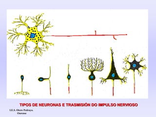 TIPOS DE NEURONAS E TRASMISIÓN DO IMPULSO NERVIOSO
I.E.S. Otero Pedrayo.
Ourense
 