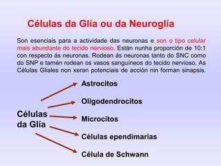 Son esenciais para a actividade das neuronas e son o tipo celular
mais abundante do tecido nervioso. Están nunha proporción de 10:1
con respecto ás neuronas. Rodean ás neuronas tanto do SNC como
do SNP e tamén rodean os vasos sanguíneos do tecido nervioso. As
Células Gliales non xeran potenciais de acción nin forman sinapsis.
Células da Glía ou da Neuroglía
Astrocitos
Oligodendrocitos
Microcitos
Células ependimarias
Célula de Schwann
Células
da Glía
 
