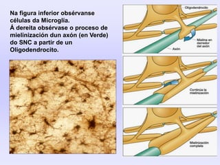 Na figura inferior obsérvanse
células da Microglía.
Á dereita obsérvase o proceso de
mielinización dun axón (en Verde)
do SNC a partir de un
Oligodendrocito.
 