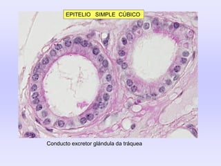 EPITELIO SIMPLE CÚBICO
Conducto excretor glándula da tráquea
 