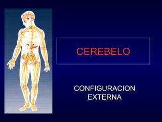 CEREBELO CONFIGURACION EXTERNA 